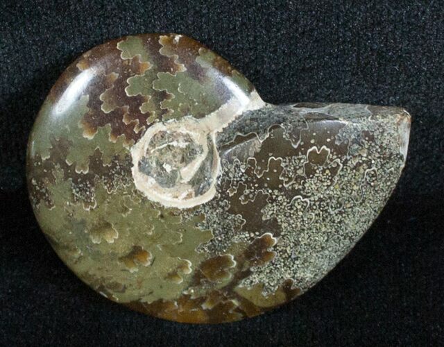 Inch Polished Ammonite From Madagascar #3670